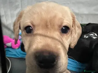 Labrador Retriever dogs LAST YELLOW FEMALE LEFT - Litter of 8 Labrador - Advert 4