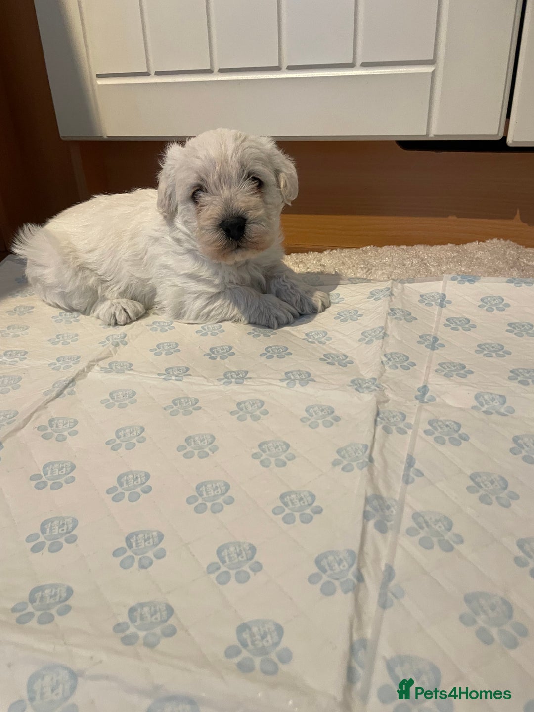 Mixed Breed dogs for sale: westypoos  - Advert 3