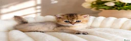 British Shorthair cats for sale: British Shorthair Kittens & Cats for Sale - Advert 4