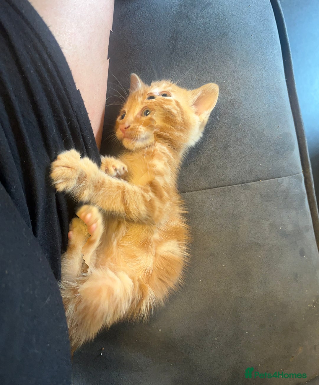 Mixed Breed cats for sale: 7 Beautiful tabby x British Short Hair ready - Image 4