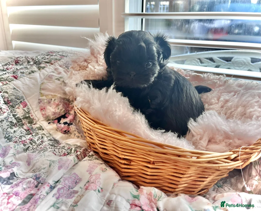 Shih Tzu dogs for sale: Imperial Shih Tzu puppies in Dorchester - Advert 7