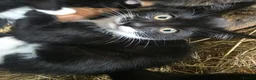 Mixed Breed cats for sale: Farm kittens  - Advert 9