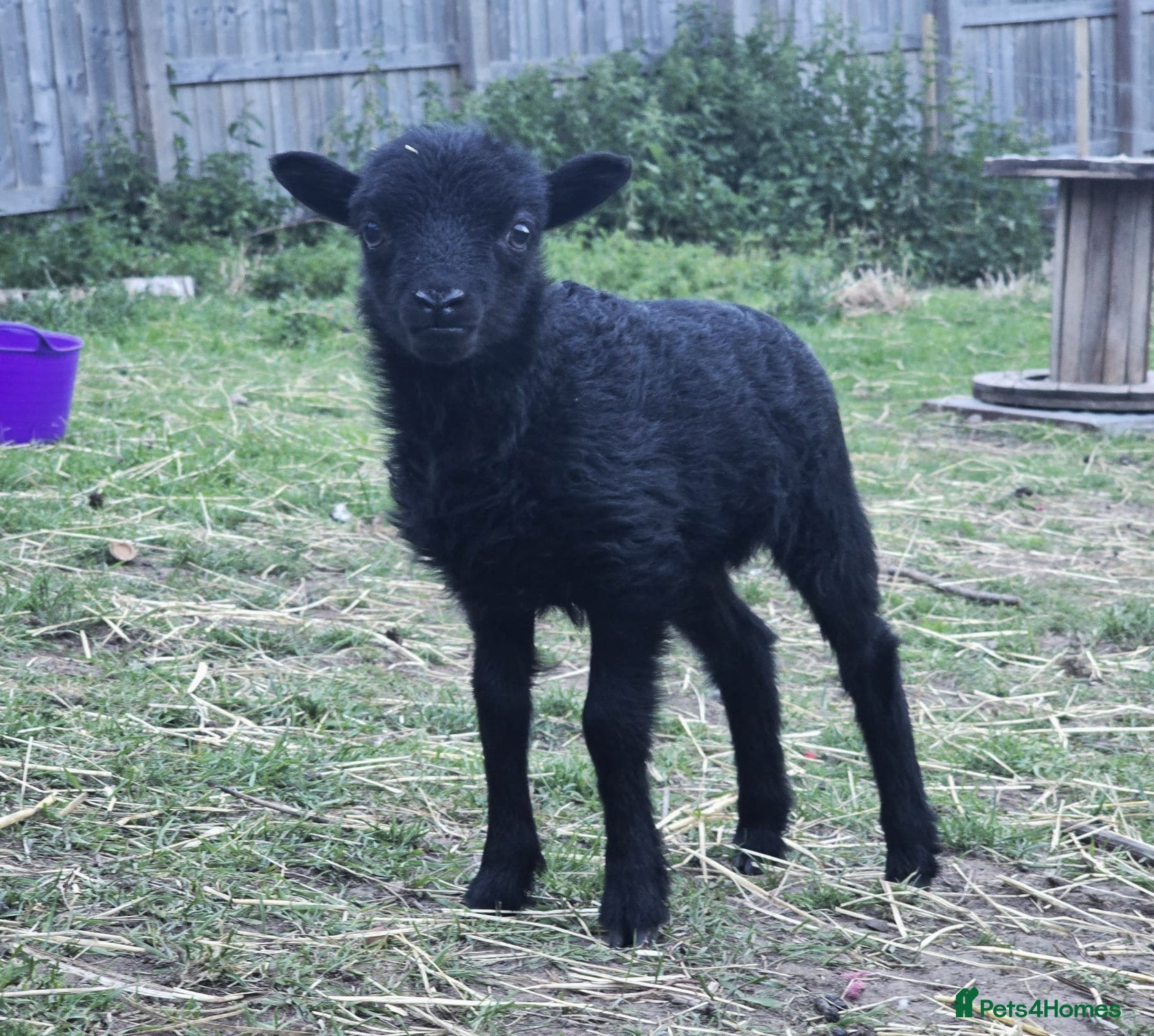 Sheep livestock for sale: Miniature Ouessant ram and lambs  in Wrexham - Advert 3