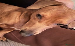 Dachshund dogs for sale: Beautiful dachshund boy   - Image 4