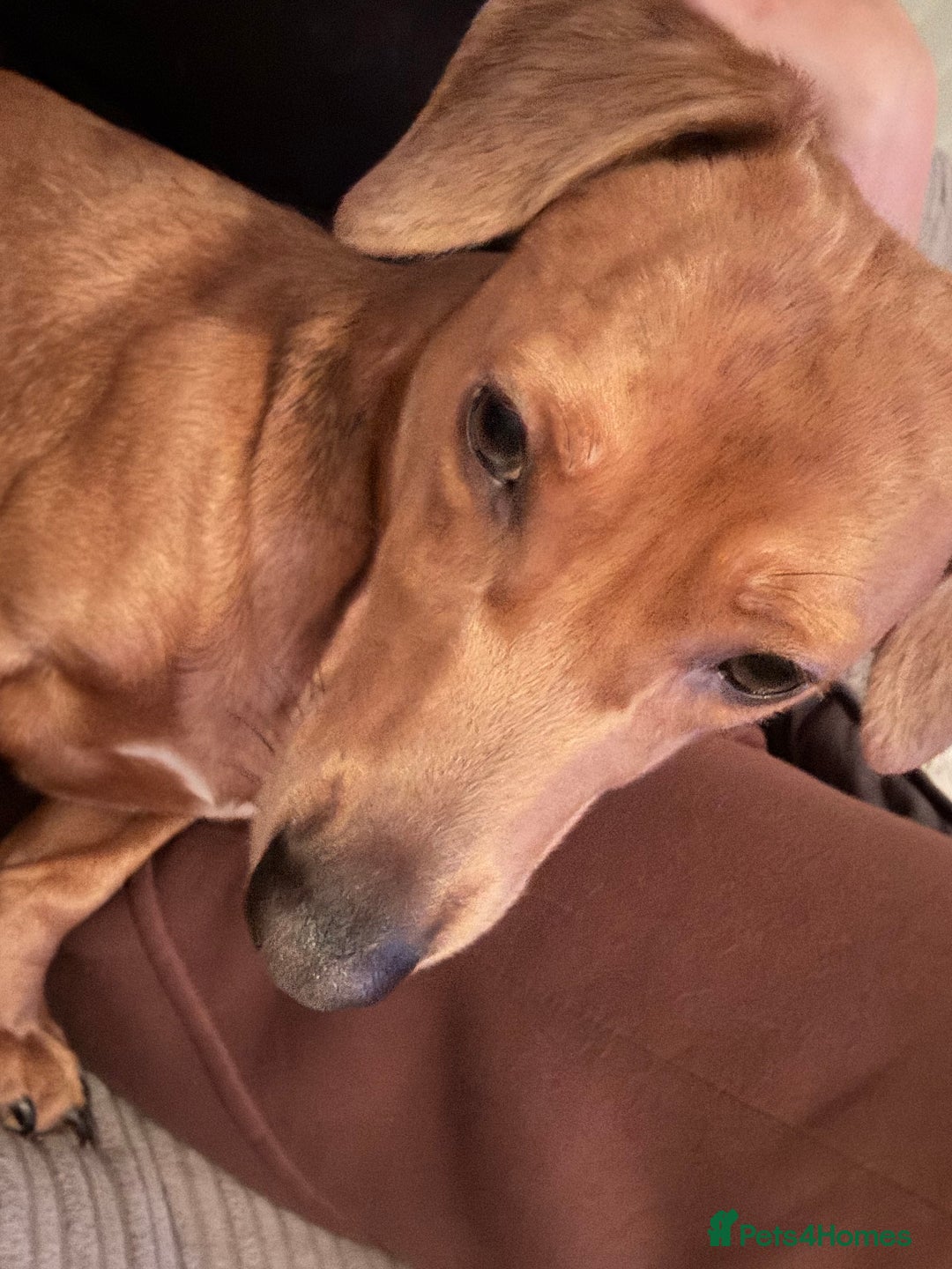 Dachshund dogs for sale: Beautiful dachshund boy   - Image 4