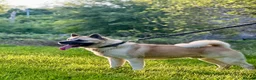Akita dogs for sale: American Akita male for sale - Advert 2
