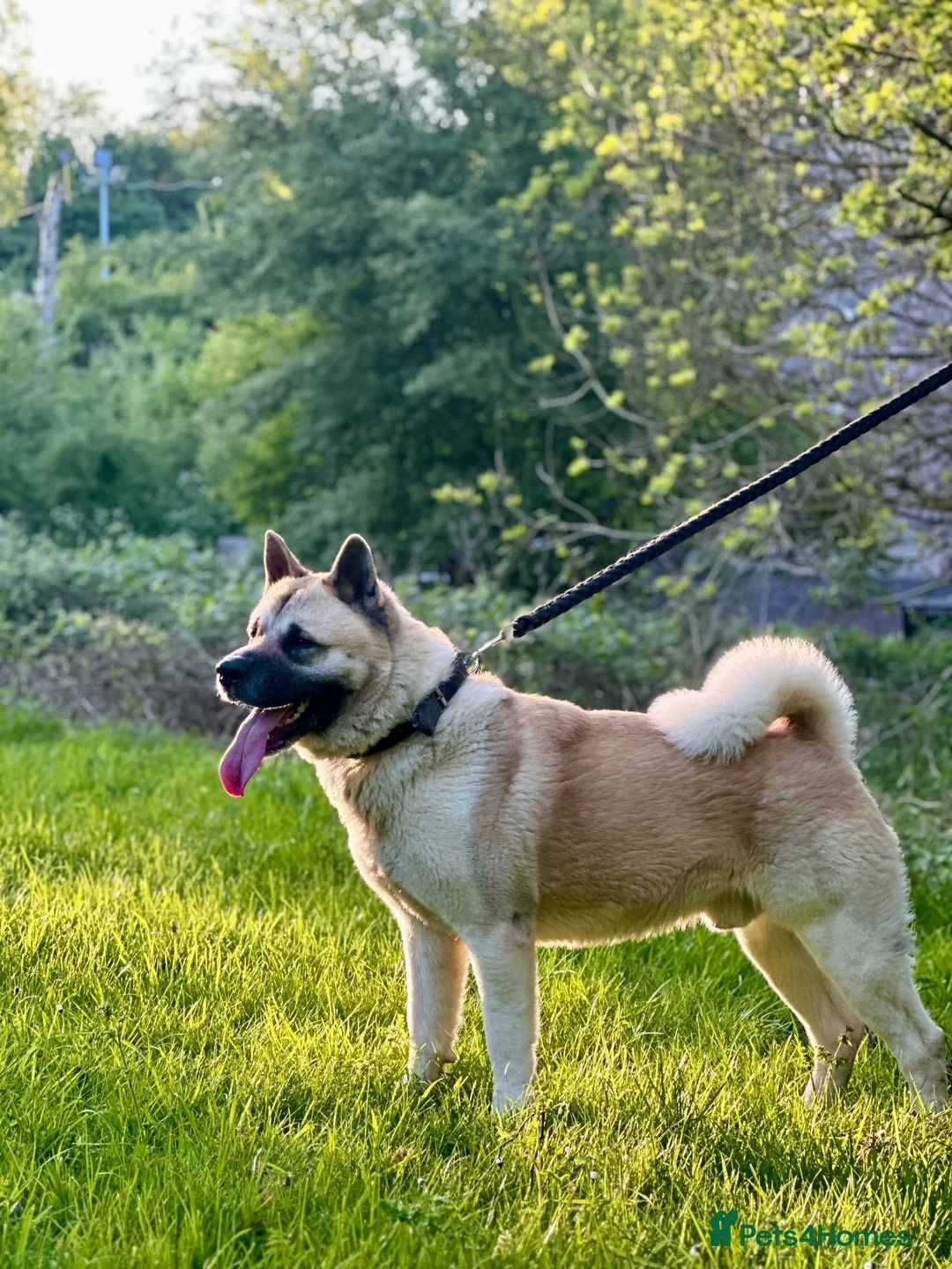 Akita dogs for sale: American Akita male for sale - Advert 2