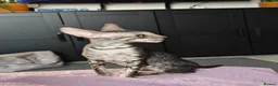 Cornish Rex cats for sale: Cornish Rex tabby kitten for sale  - Advert 2