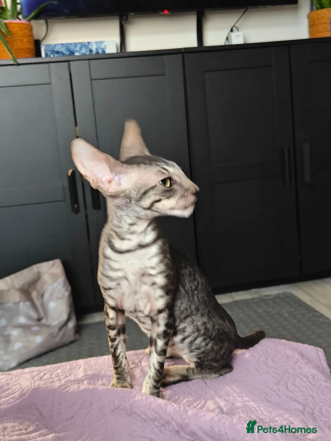 Cornish Rex cats for sale: Cornish Rex tabby kitten for sale  - Advert 2