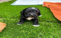 Cocker Spaniel dogs for sale: Working Cocker Spaniel Puppies  - Advert 17