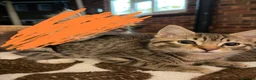 Mixed Breed cats for sale: Adorable kitten for sale - Advert 2