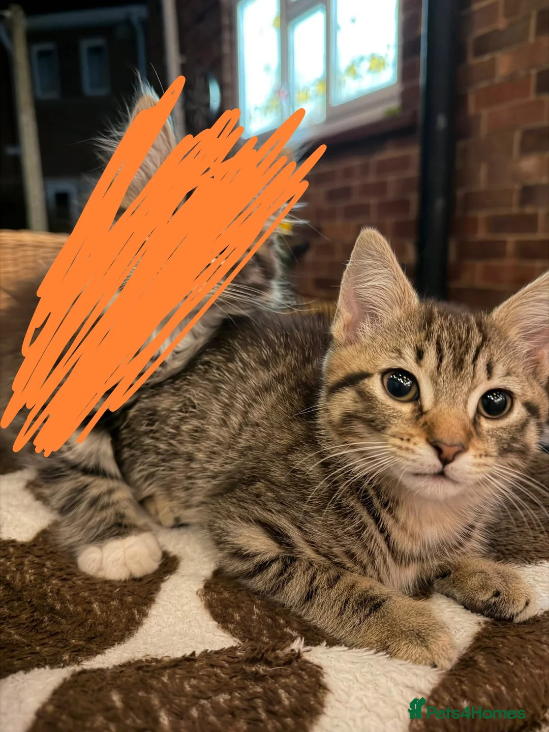 Mixed Breed cats for sale: Adorable kitten for sale - Advert 2