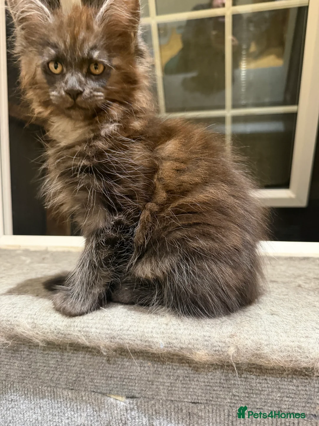 Maine Coon cats for sale: 1 left Purebred Maine Coon Kittens - TICA 🐾 - Advert 3