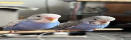 Budgerigars birds for sale: Semi Tamed Baby Budgies for sale  - Advert 4