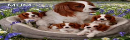 Cavalier King Charles Spaniel dogs for sale: Blenheim Cavalier King Charles Spaniel Puppies - Advert 15