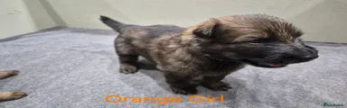 ORANGE GIRL