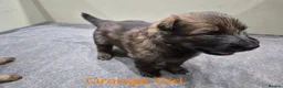 German Shepherd dogs for sale: DDR German Shepherds  - Advert 8