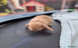 Mini Lop rabbits for sale: Pure breed Mini Lop bunnies  - Image 3
