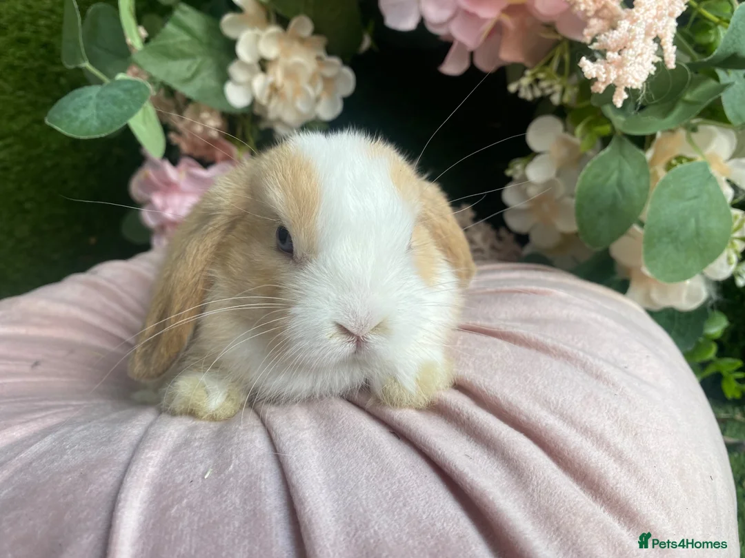 Mini Lop rabbits for sale: Mini lop  ready now - Advert 3