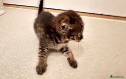 Savannah cats for sale: Stunning F3 Savannahs - Image 24