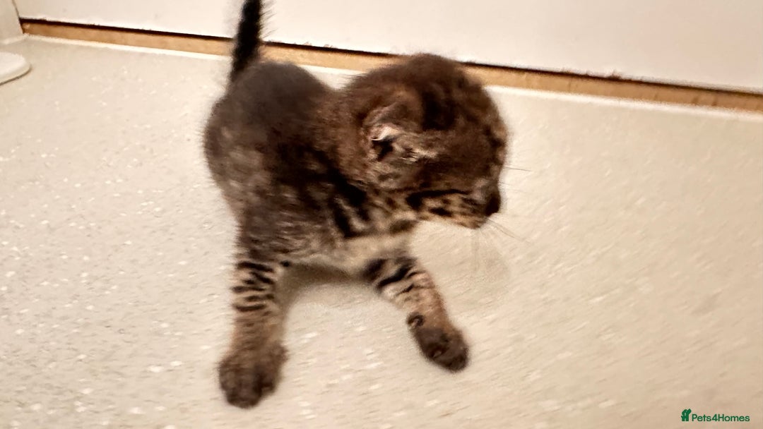 Savannah cats for sale: Stunning F3 Savannahs - Image 24