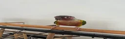 Conures birds for sale: Red factor, yellow sided pineapple conure - Advert 11