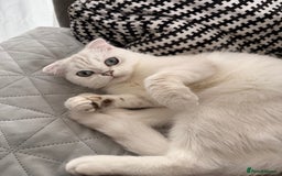 Scottish Fold cats for sale: White Scottish Fold Female looking for loving home - Image 8