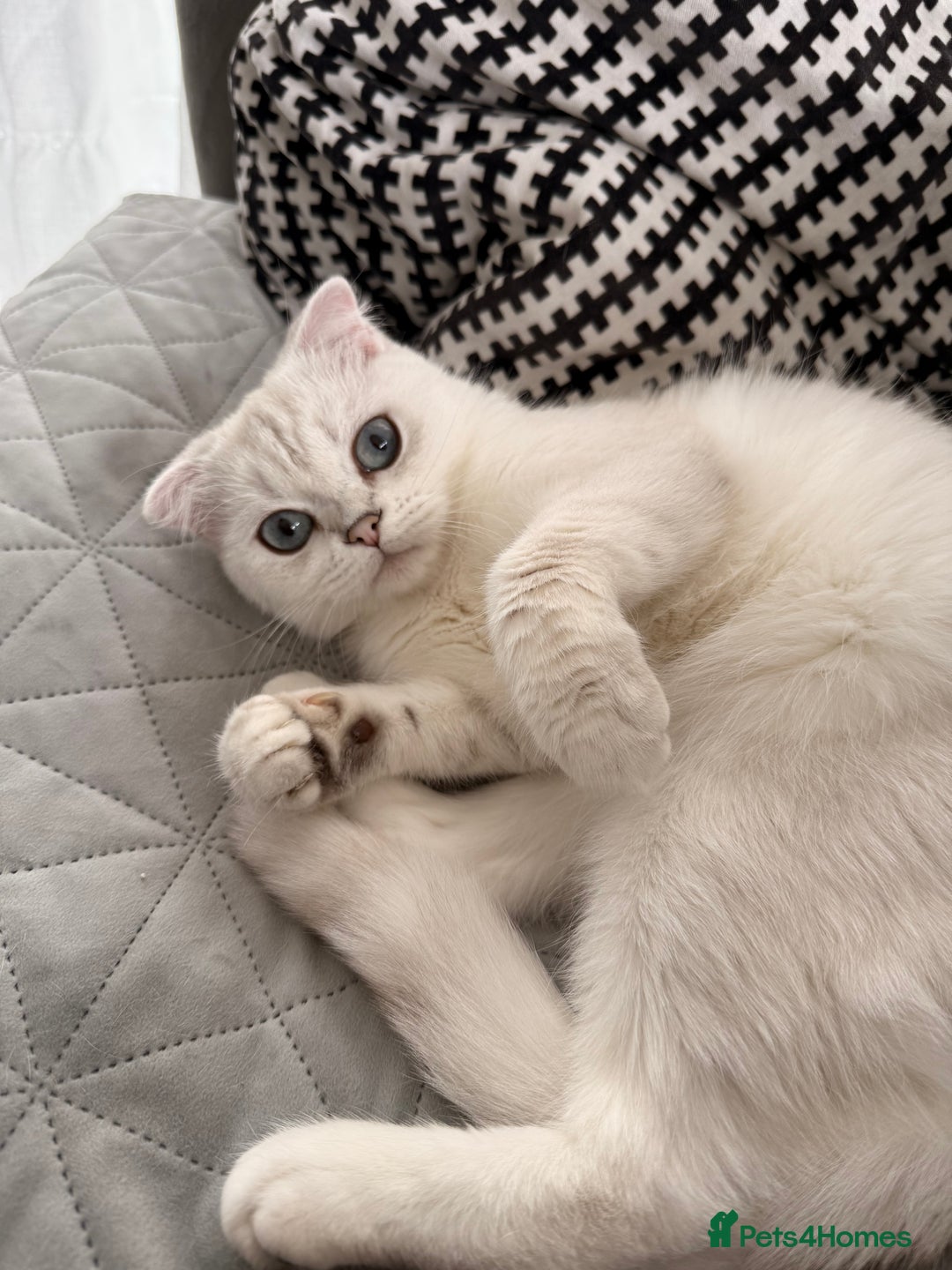 Scottish Fold cats for sale: White Scottish Fold Female looking for loving home - Image 8