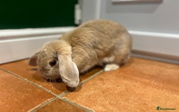 Mini Lop rabbits for sale: 🐰 Mini Lop Baby Bunnies for Sale 🐰 - Image 14