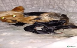 Yorkshire Terrier dogs for stud: Armani in Loughborough - Image 7