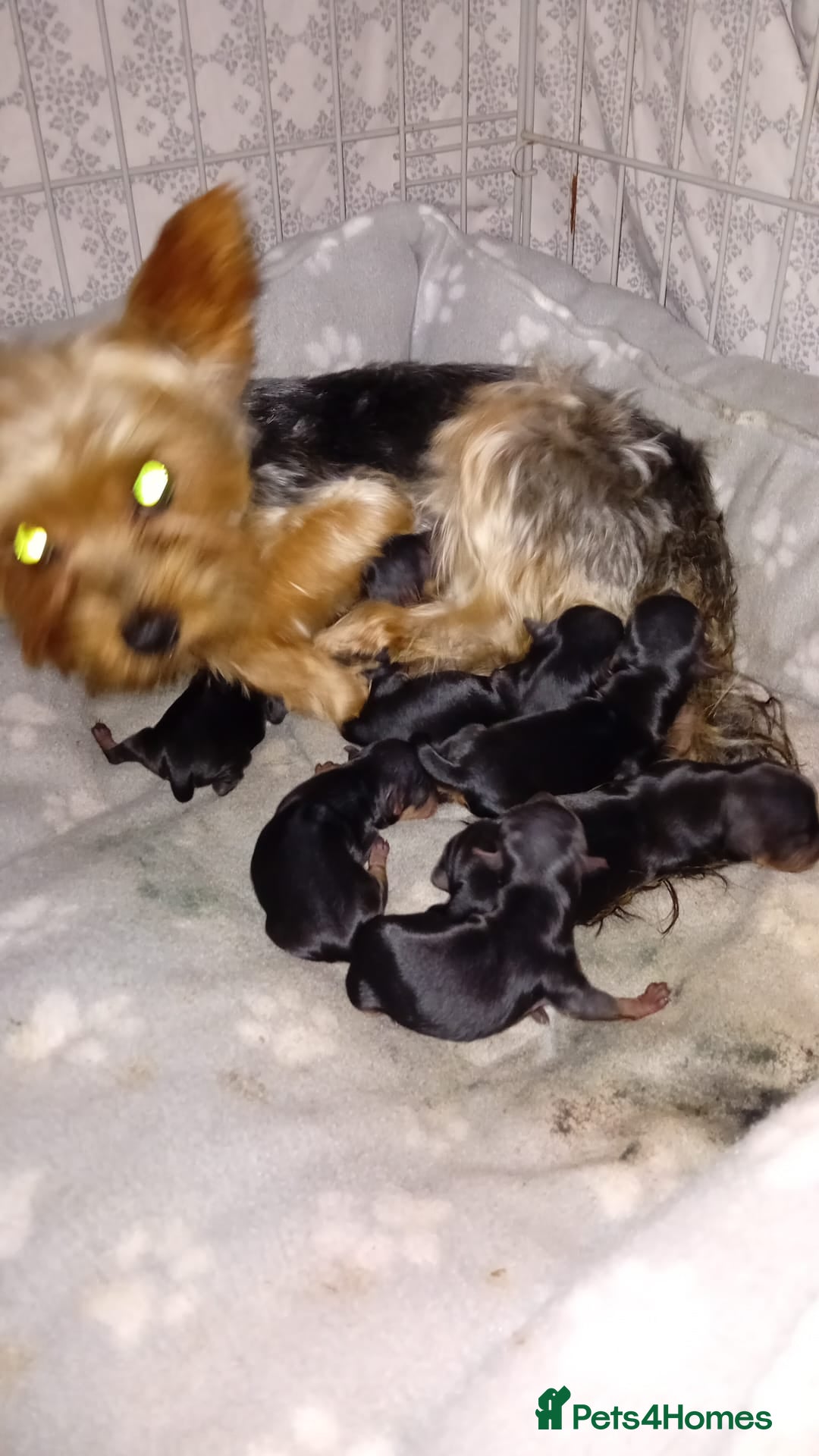 Yorkshire Terrier dogs for stud: Armani in Loughborough - Image 7