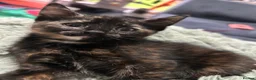 Domestic Shorthair cats for sale: 5 Beautiful kittens, READY TO GO!  - Advert 10
