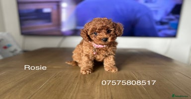 Cockapoo dogs - Advert 1