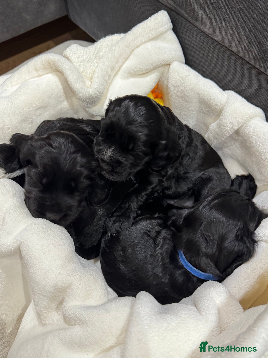 Cocker Spaniel dogs for sale: Show Type Cocker Spaniel  - Advert 3