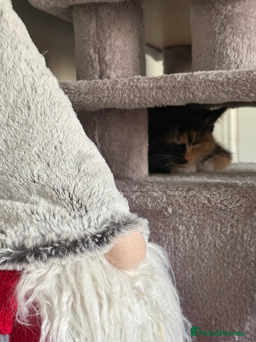 RagaMuffin cats for sale: Beautiful Ragamuffin Kittens Ready December 24th   - Advert 27