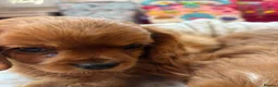 Cavalier King Charles Spaniel dogs for sale: Cavalier King Charles  - Advert 13