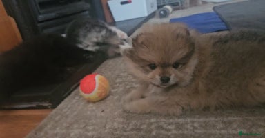 Pomeranian dogs - Advert 6