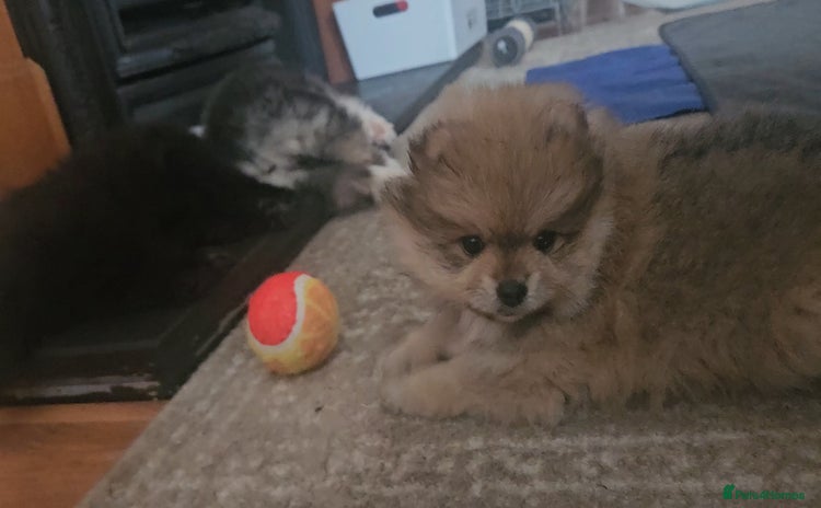 Pomeranian dogs - Advert 2