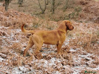 Labrador Retriever dogs AT STUD Fox Red Labrador | 0/0 Hips in Kirriemuir - Advert 8