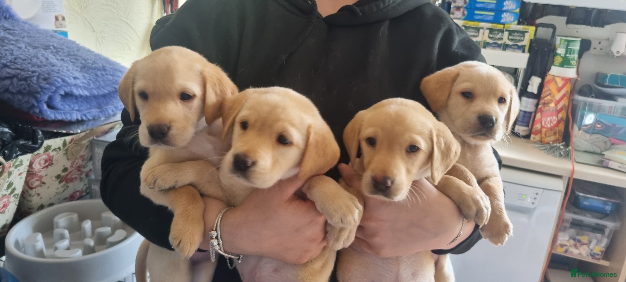 Labrador Retriever dogs Gorgeous chunky labrador puppies for sale  - Advert 15