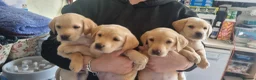 Labrador Retriever dogs for sale: READY TO LEAVE 3RD JUNE Gorgeous labrador puppies! - Advert 1