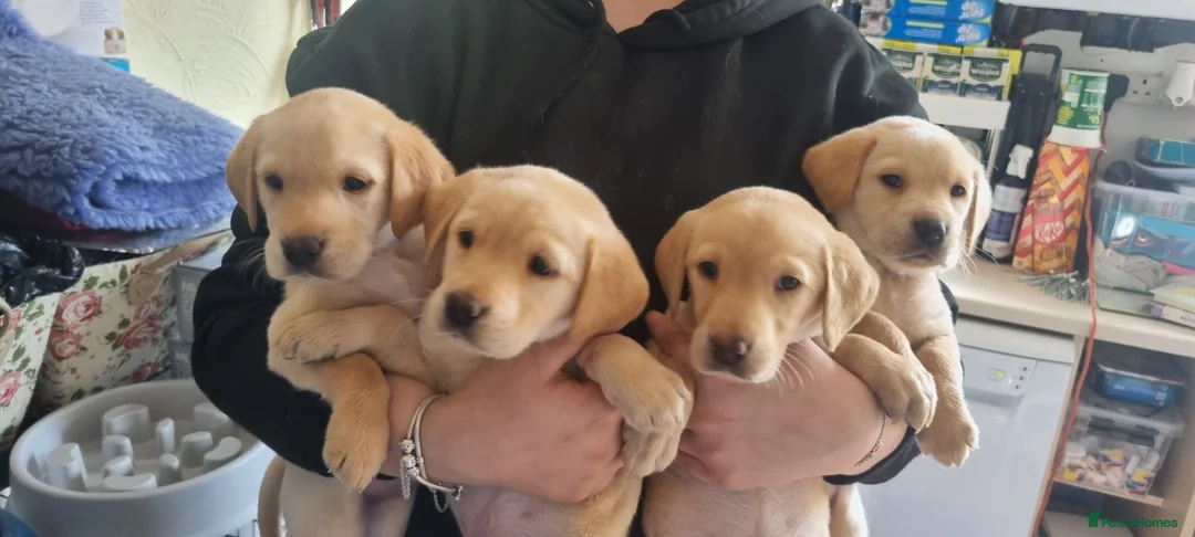 Labrador Retriever dogs for sale: READY TO LEAVE 3RD JUNE Gorgeous labrador puppies! - Advert 1