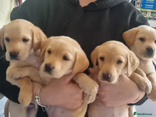 Labrador Retriever dogs READY TO LEAVE 3RD JUNE Gorgeous labrador puppies! - Advert 6