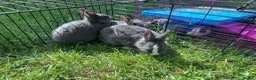 Netherland Dwarf rabbits for sale: Adorable Baby Netherland Dwarf Rabbits - Advert 3