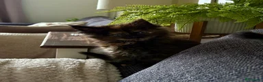 Maine Coon Kitten 3
