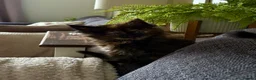 Maine Coon cats for sale: Adorable mainecoon kittens  - Advert 7
