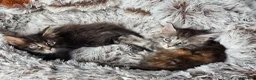 Maine Coon cats for sale: Maine coon kittens Ready Now - Advert 23