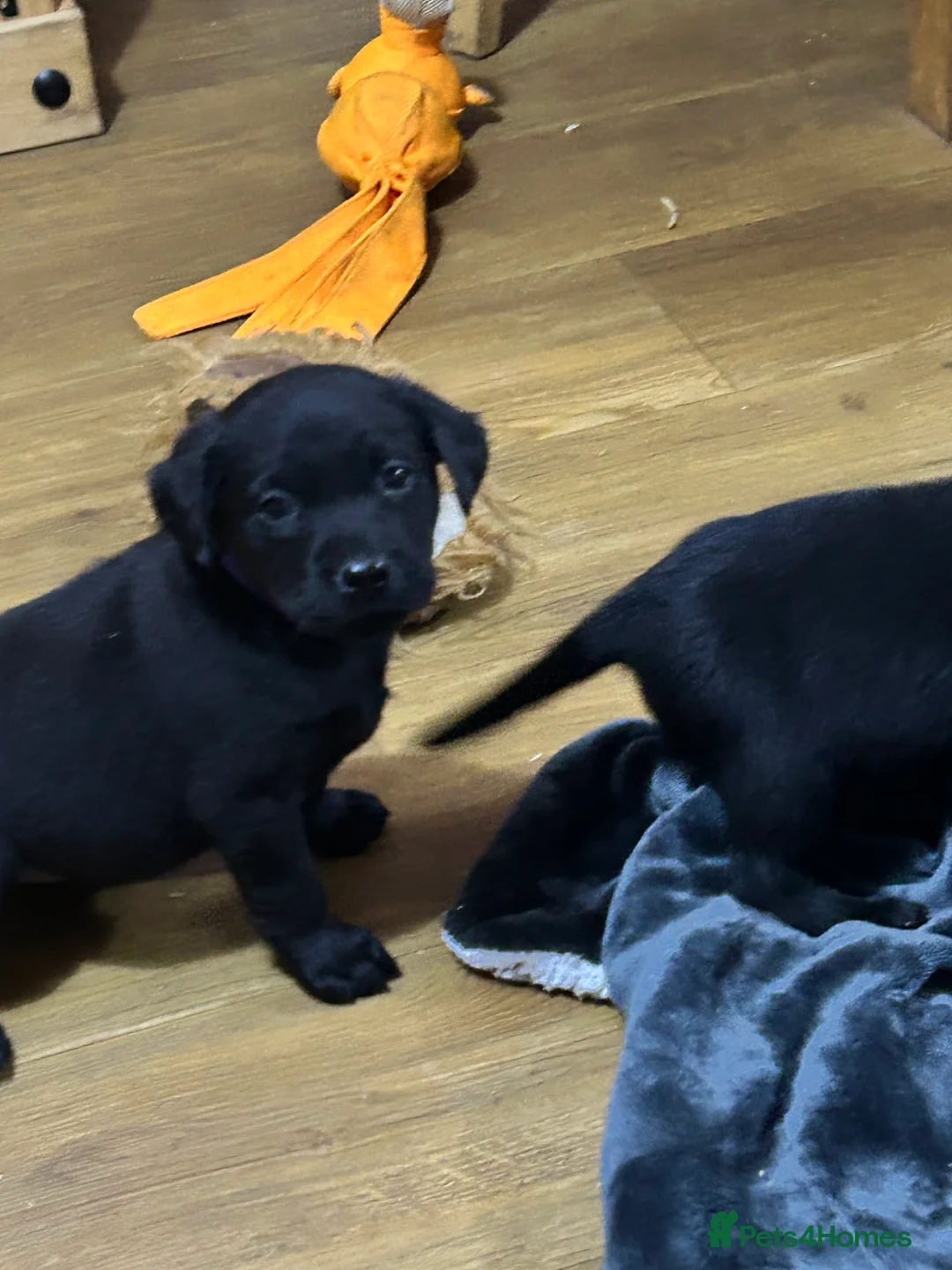 Labrador Retriever dogs for sale: KC Registered, Health Tested Labradors  - Advert 7