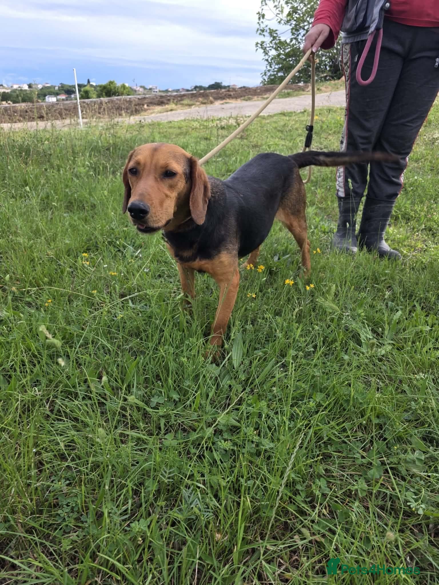 Mixed Breed dogs LENA! - Advert 1