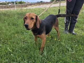 Mixed Breed dogs LENA! - Advert 2